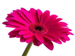 flower3