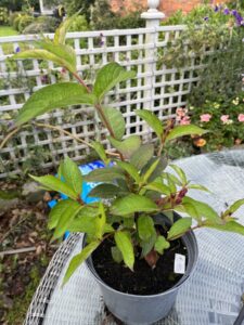 What is this plant