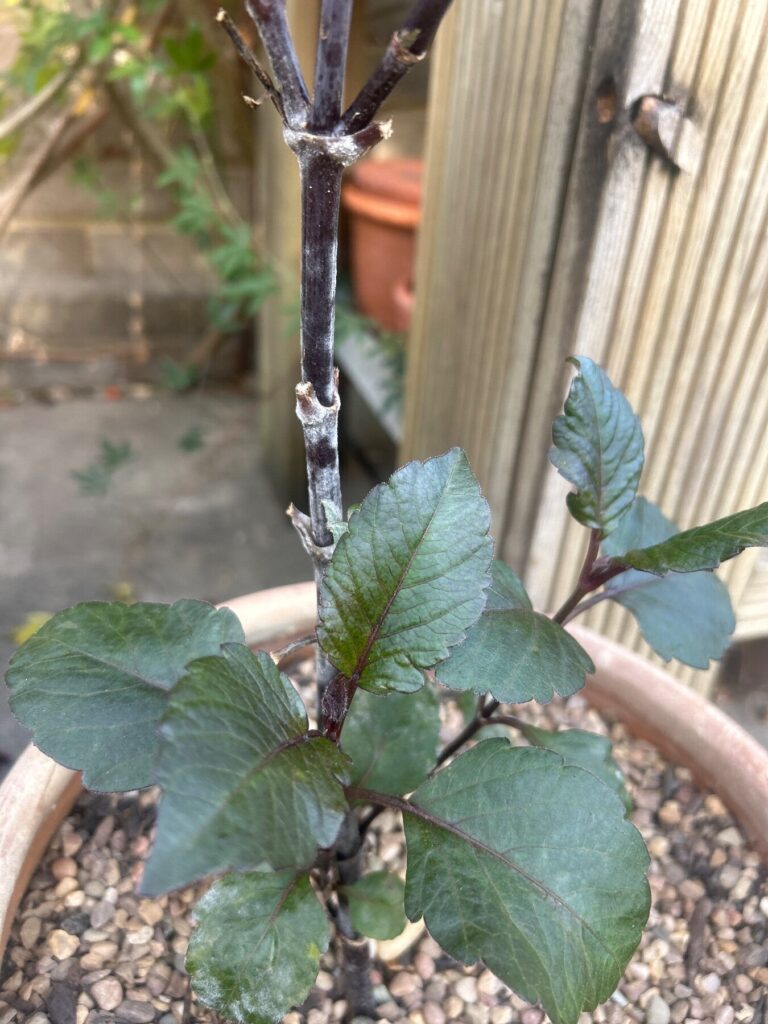 This dahlia has powdery mildew on the stem and some leaves. What should I do