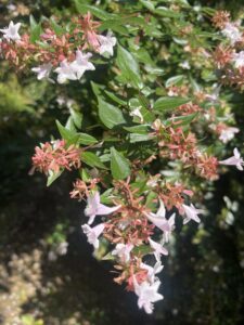What is this plant