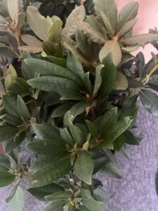 Possible identification: evergreen rhododendron