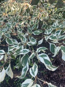 Possible identification: variegated dogwood