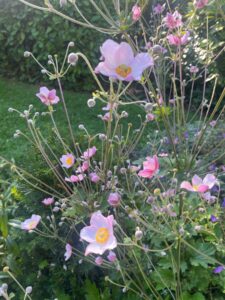 Possible identification: Japanese anemone