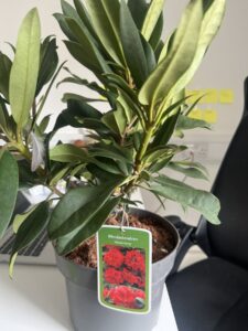 What is this plant