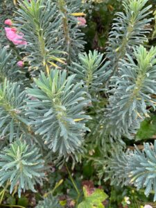 Euphorbia characias