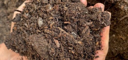 A handful of spent mushroom compost for mulching garden borders in late summer