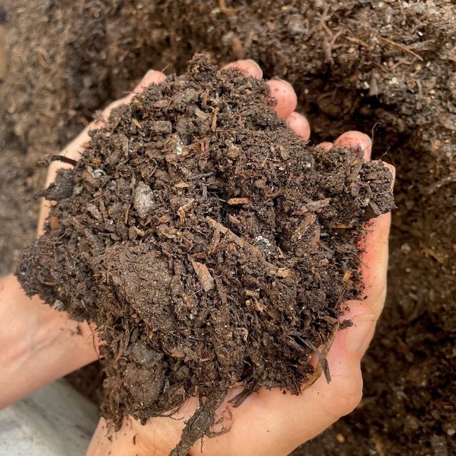 A handful of spent mushroom compost for mulching garden borders in late summer