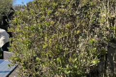 IMG_1470
