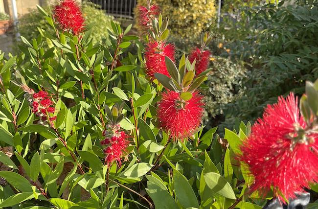 trimming bottle brush bushes