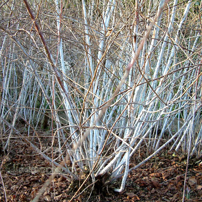 Barbed wire shop plant