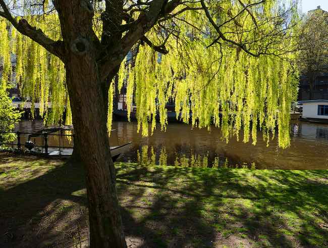 Native Plant Alternatives to Salix babylonica (Weeping Willow)