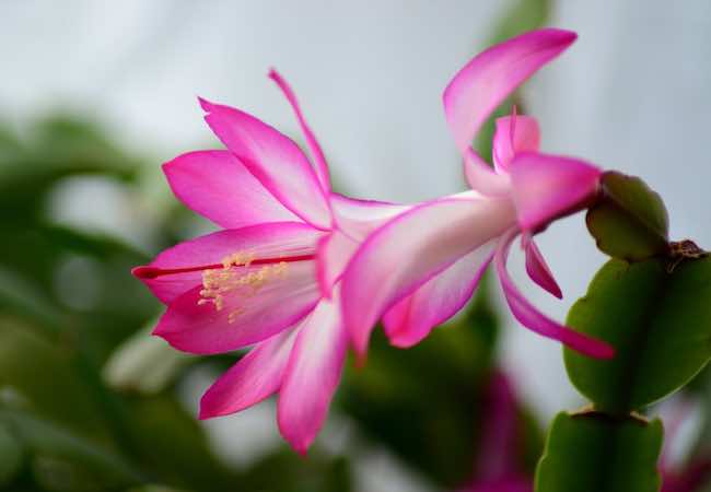 How to care for Christmas cactus - GardenAdvice.co.uk