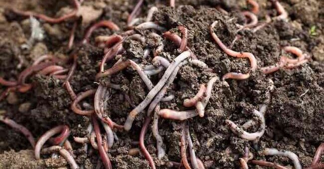 Earthworms working through rich organic garden soil