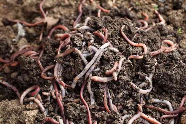 Earthworms working through rich organic garden soil