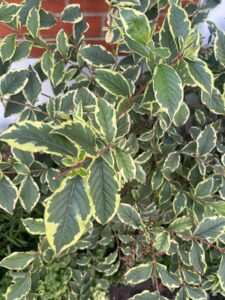 What is this plant and how do I care for it with regards to pruning and feeding