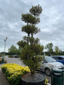 Possible identification: Podocarpus macrophyllus