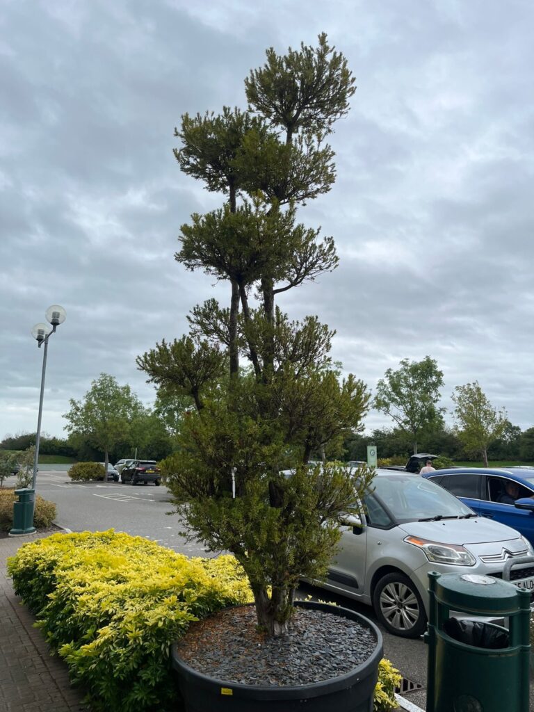 Possible identification: Podocarpus macrophyllus