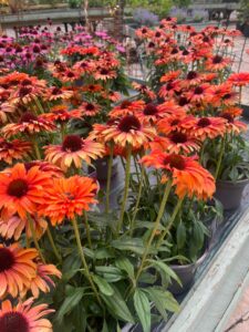 Echinacea purpurea hybrid (orange-flowered cultivar; exact cultivar uncertain)