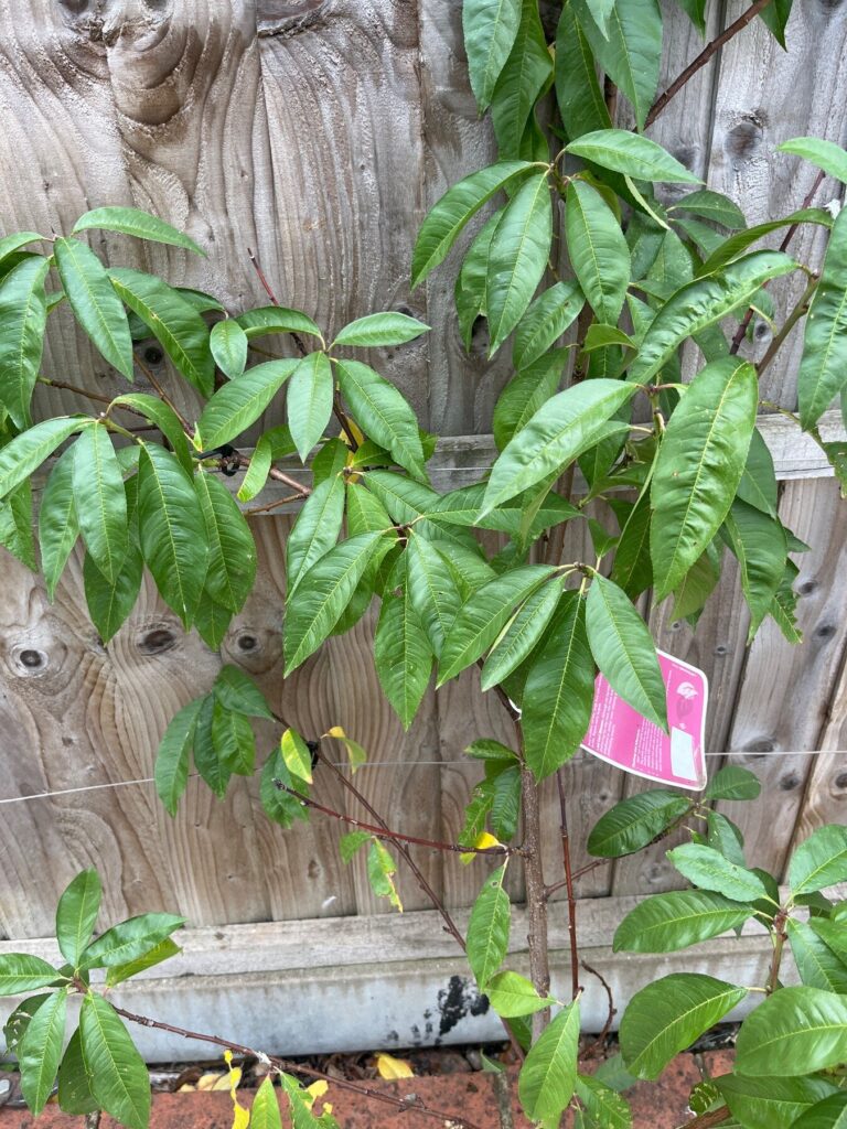 So this is a natural Lord Napier So Gonna make new growth next year that we need to throw in and it looks pretty healthy
