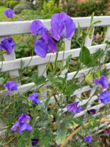 Lathyrus odoratus