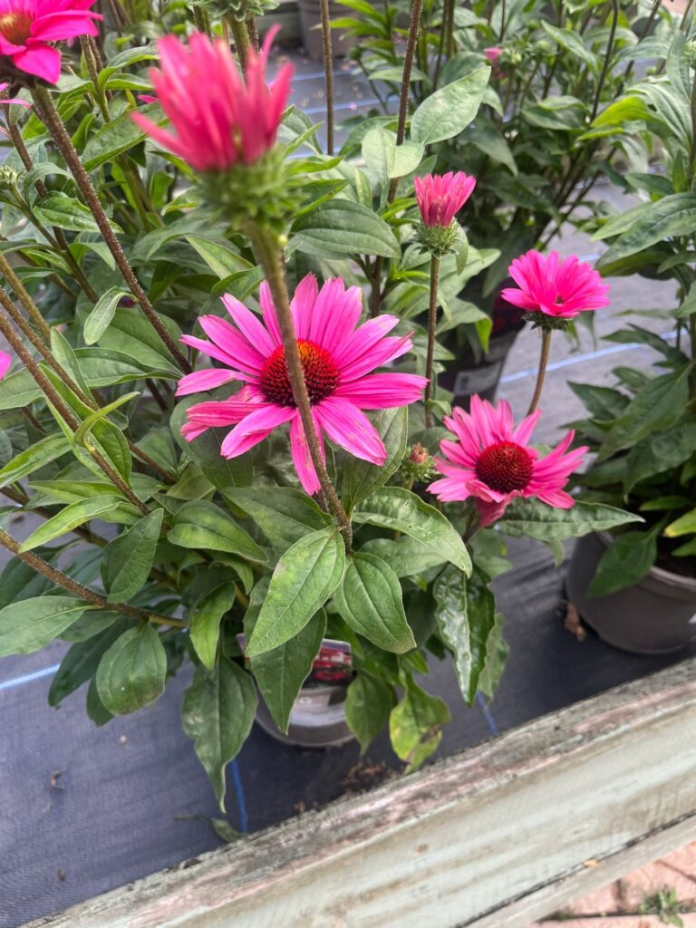 Echinacea purpurea — cultivar uncertain