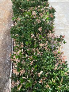 So this is my hedge that got burnt in the summer heat can you tell me what type of hedge it is and how I can get it to r