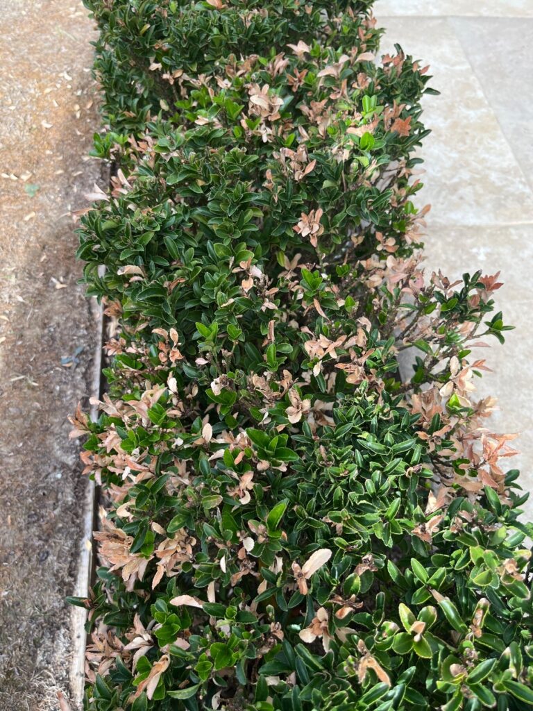 So this is my hedge that got burnt in the summer heat can you tell me what type of hedge it is and how I can get it to r