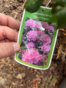 Rhododendron notes