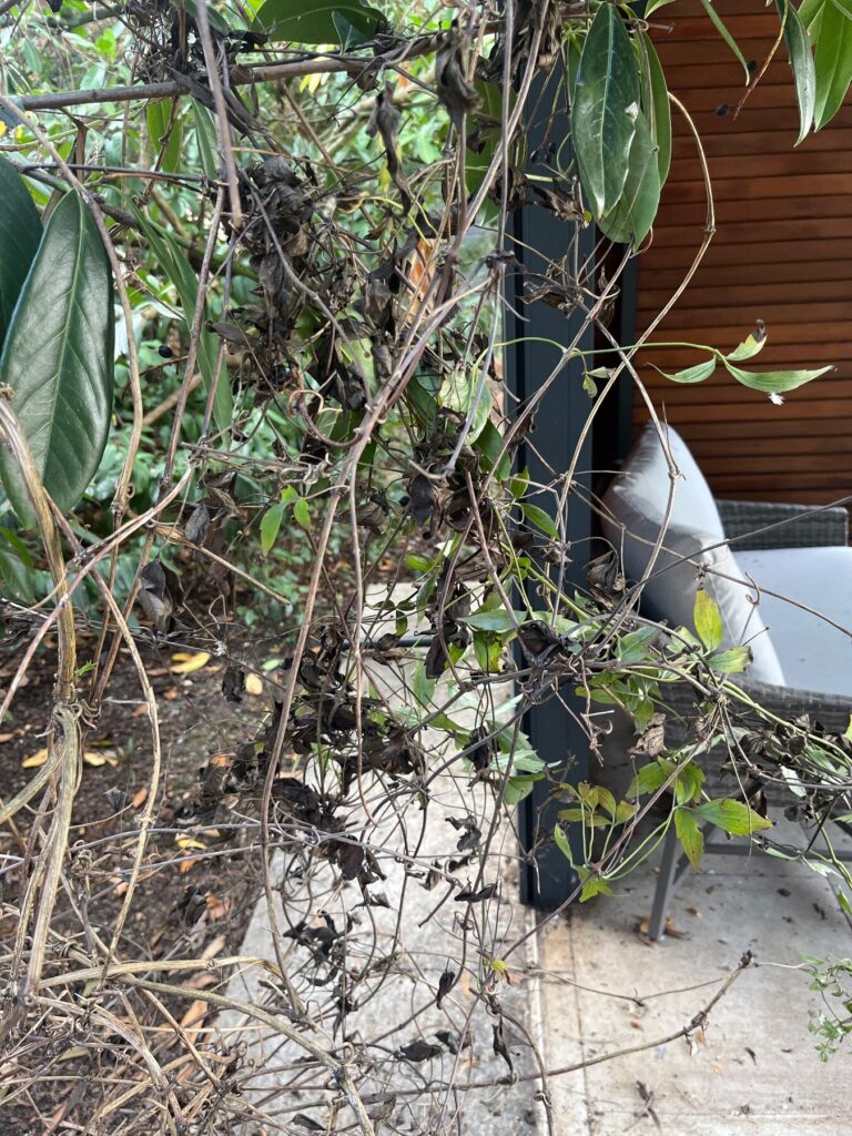 So I'm pruning back this climber I think it's a coma but can you tell me what it is and what should we do