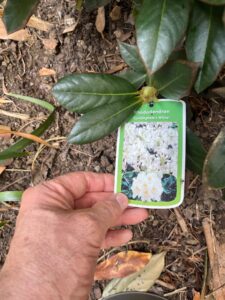 Rhododendron Cunningham's white
