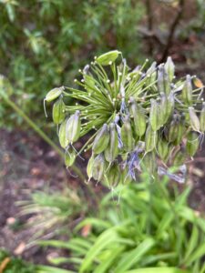 So should I remove these agapanthus heads that have now passed swearing and are producing seed