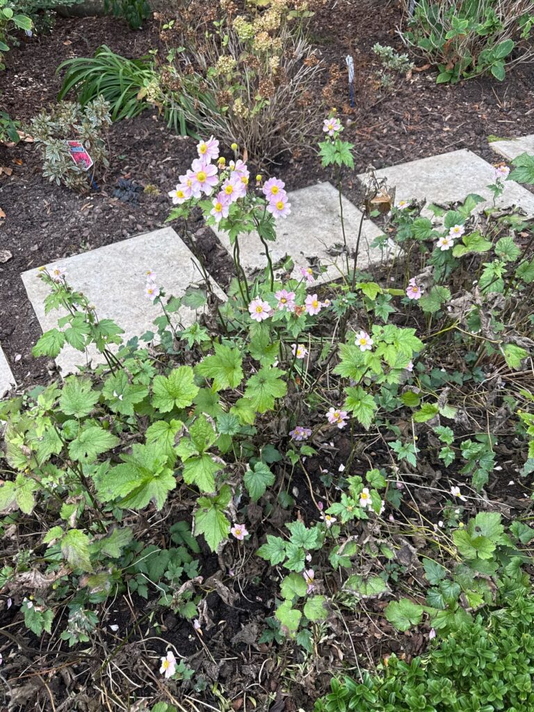 Possible identification: Japanese anemone