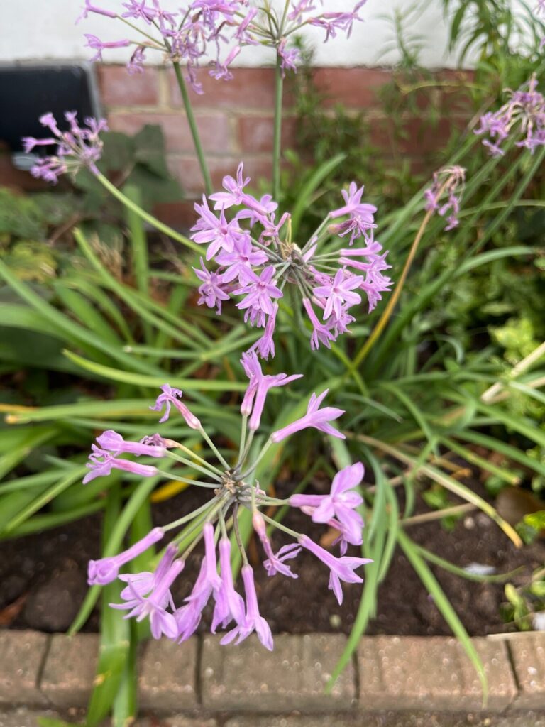 Possible identification: Clematis montana