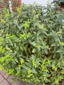 Possible identification: , commonly called