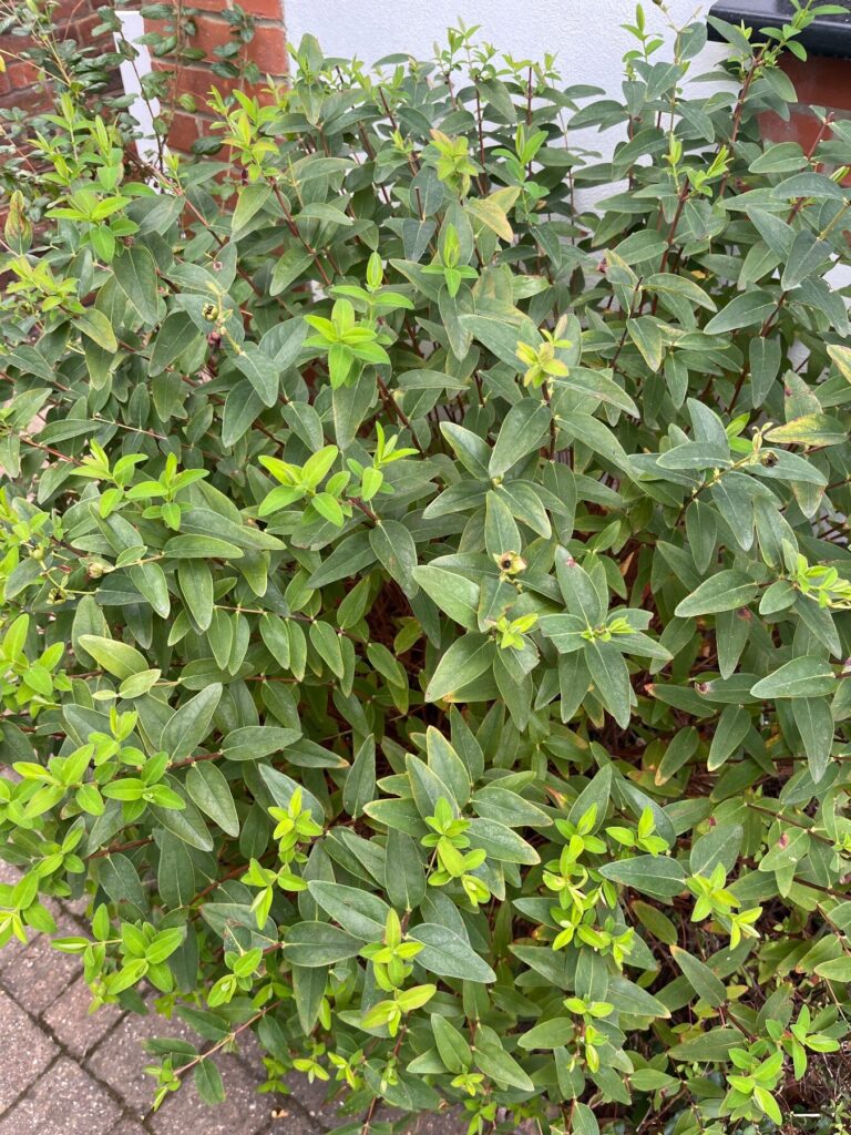 Possible identification: , commonly called