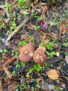 Is this honey fungus