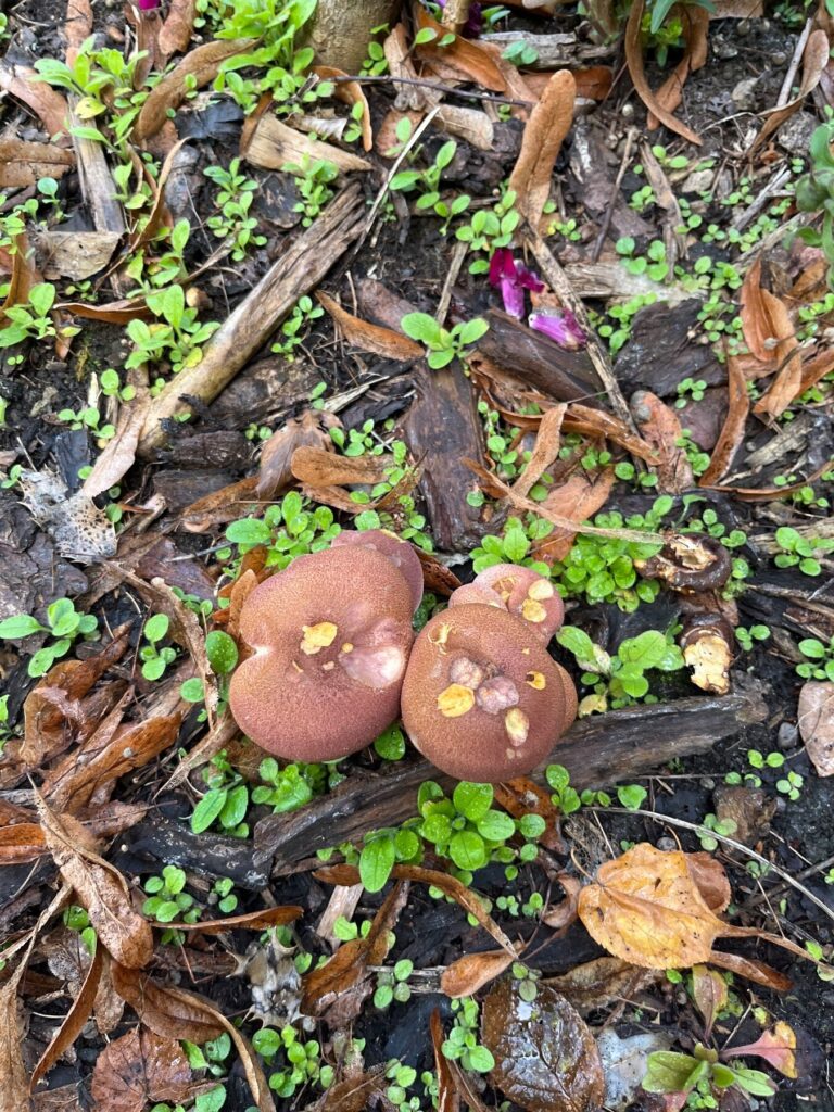 Is this honey fungus