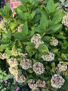 How do I prune these hydrangeas