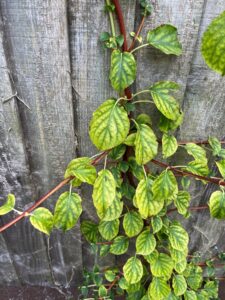 This climbing hydrangea does not look happy