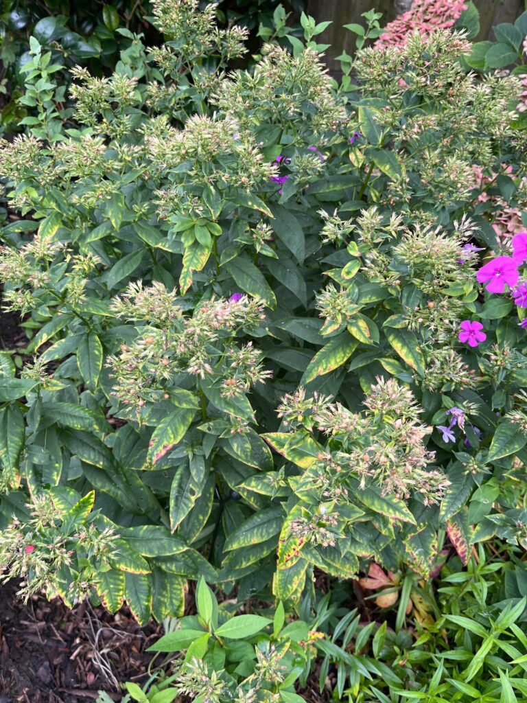 So this is a Plox plant that I'm gonna dig up shortly so can you tell me how to divide it