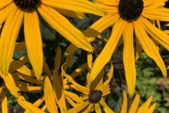 IMG_8540
