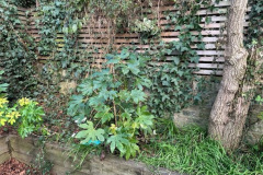 image7