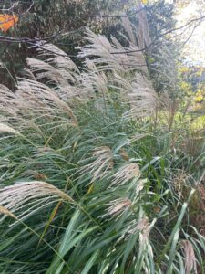 Miscanthus sinensis