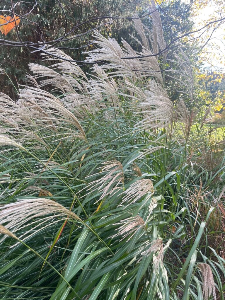 Miscanthus sinensis