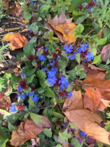 Ceratostigma plumbaginoides