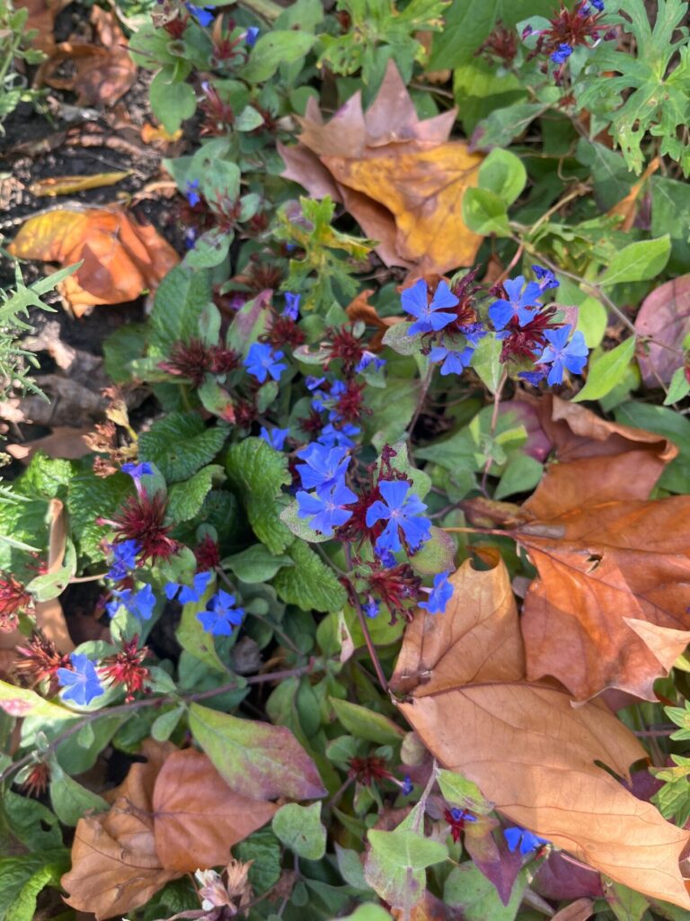 Ceratostigma plumbaginoides