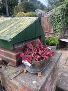 Possible identification: Heuchera hybrid