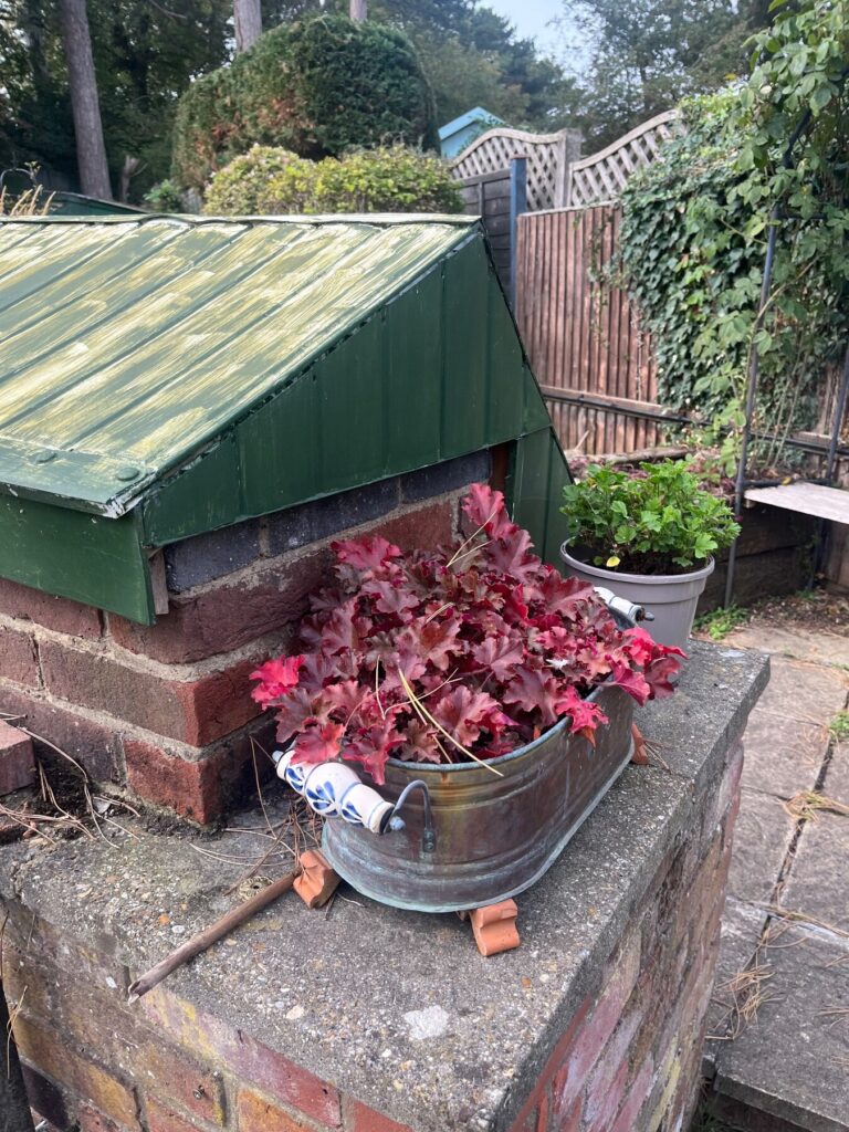 Possible identification: Heuchera hybrid