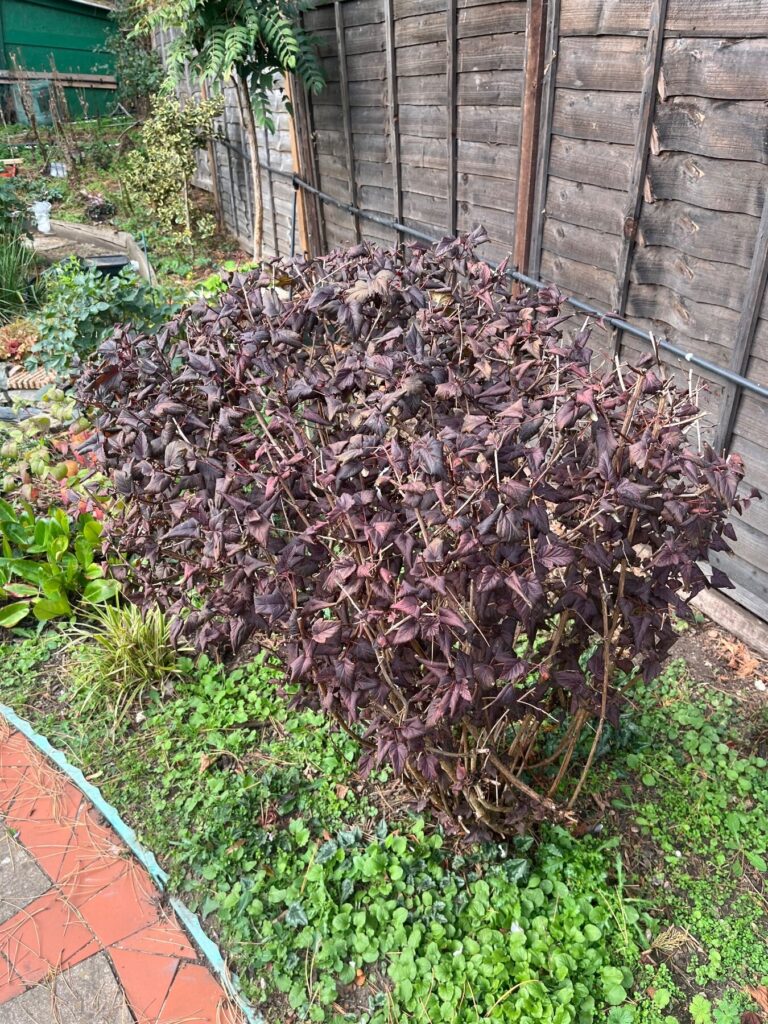 Possible identification: Physocarpus opulifolius — dark-leaved ninebark, likely ‘Diabolo’ but cultivar not fully certain from the photo alone.