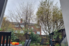 Large-trees-atback-of-garden